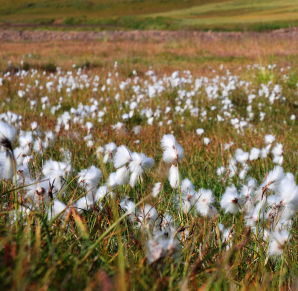 Image 40<br>18 ao&ucirc;t 2008<br>Linaigrette